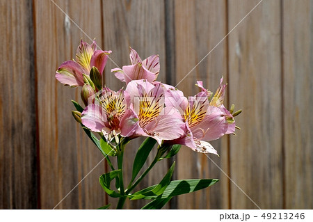 三鷹中原に咲くピンクのアルストロメリア 49213246