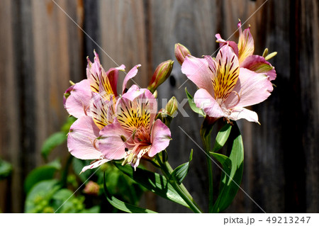 三鷹中原に咲くピンクのアルストロメリア 三鷹中原に咲くピンクのアルストロメリア 49213247