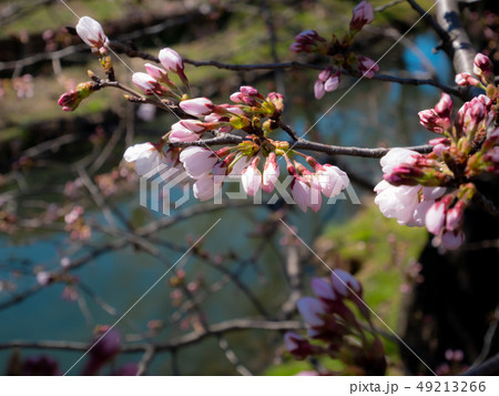 開花を始めた川岸の桜　b 49213266