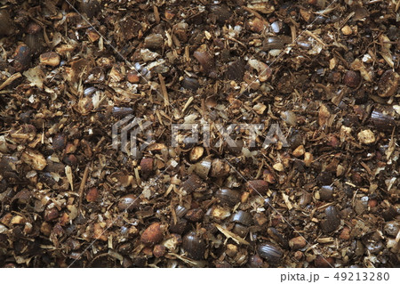 《ハーブ》　ハトムギ・ハトムギ茶 49213280