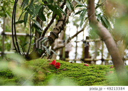 加賀 兼六園 大名庭園 加賀 兼六園 大名庭園 49213384