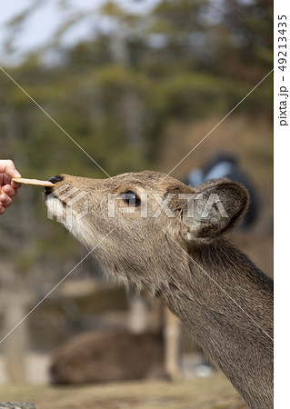 鹿せんべいをもらう鹿 49213435
