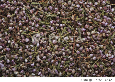 《ハーブ》 ヒース 和名:ギョリュウモドキ 《ハーブ》 ヒース 和名:ギョリュウモドキ 49213732