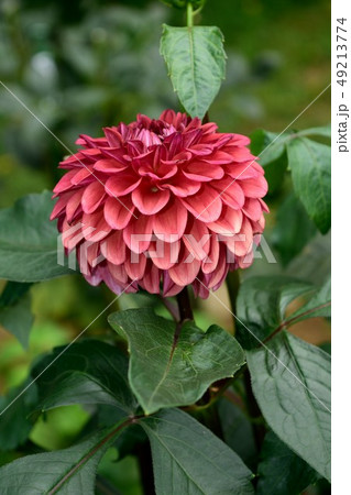 ダリア "カミオン" 濃いピンクの花アップ ダリア "カミオン" 濃いピンクの花アップ 49213774