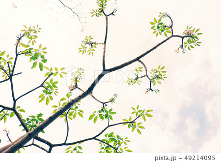 branch of tree with green young leaf from bottom branch of tree with green young leaf from bottom 49214095