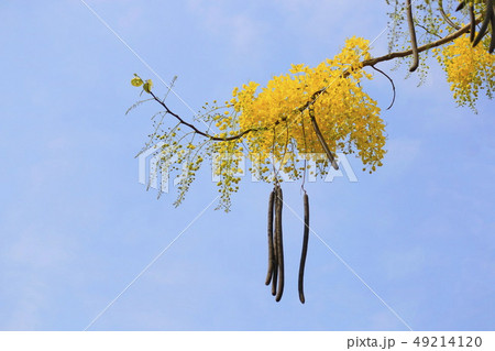 The yellow flowers are blooming on the trees. The yellow flowers are blooming on the trees. 49214120