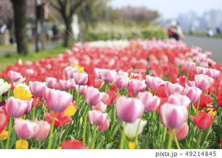 カラフルなチューリップ  カラフルなチューリップ  49214845