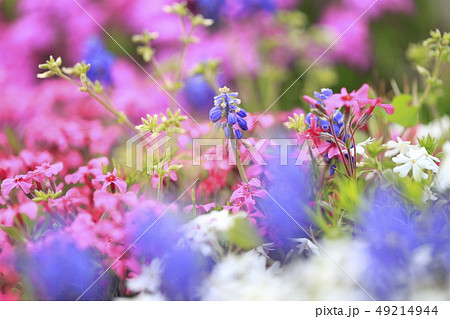 ムスカリと芝桜 ムスカリと芝桜 49214944