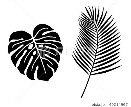 熱帯植物の葉　イラストアイコンセット 49214967