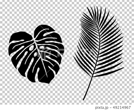 熱帯植物の葉　イラストアイコンセット 49214967