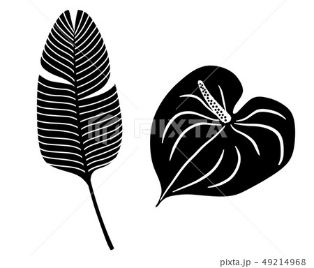 熱帯植物の葉 イラストアイコンセット 熱帯植物の葉 イラストアイコンセット 49214968