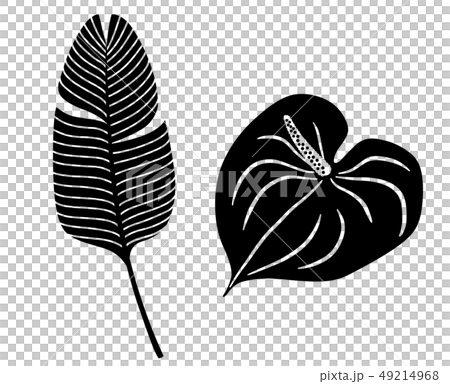 熱帶植物葉子例證象集合 熱帶植物葉子例證象集合 49214968