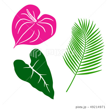 南国の植物　イラストアイコンセット 49214971