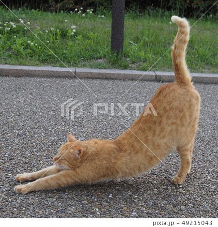猫 49215043