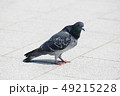 鳩 49215228