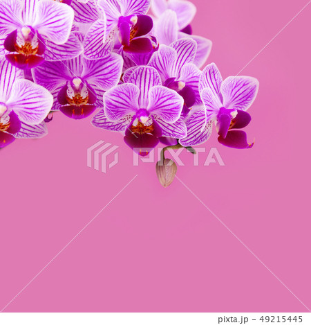 Beautiful pink orchid closeup. 49215445
