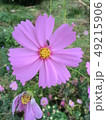コスモス 49215906