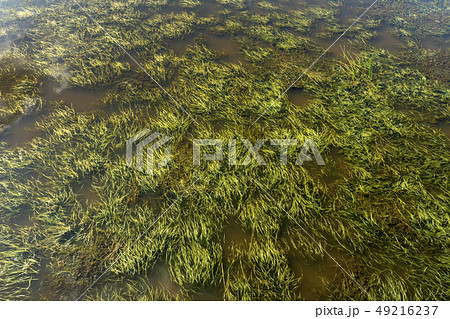 Green grass in the wetland. Green grass in the wetland. 49216237