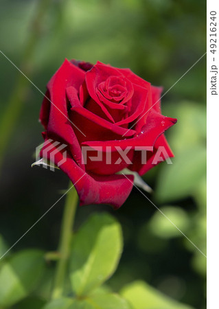red of damask rose flower. red of damask rose flower. 49216240