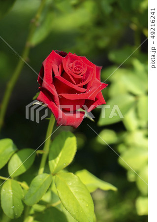 red of damask rose flower. red of damask rose flower. 49216241