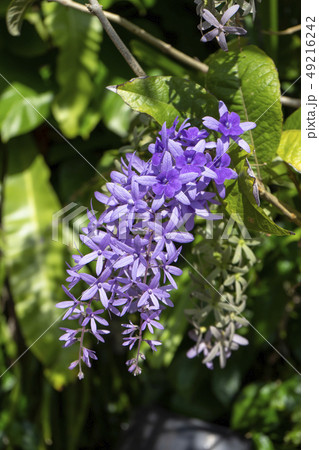 Close up of violet flower background. 49216242