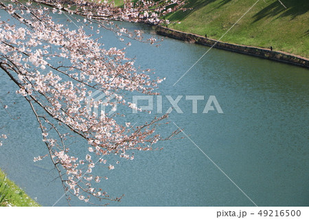 皇居の桜 49216500