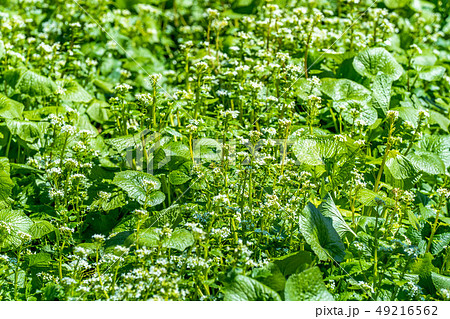 わさびの花 大王わさび農場 【長野県】 わさびの花 大王わさび農場 【長野県】 49216562