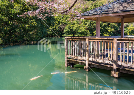 (静岡県)伊豆の国市・小坂清水池親水公園の錦鯉と桜 (静岡県)伊豆の国市・小坂清水池親水公園の錦鯉と桜 49216629