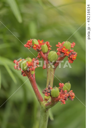 Buddha belly plant flower 49216634
