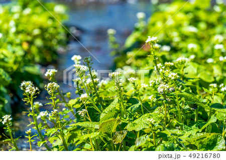 わさびの花　大王わさび農場　【長野県】 49216780