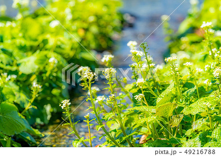 わさびの花　大王わさび農場　【長野県】 49216788