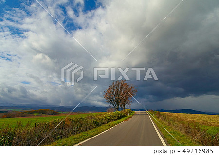 美瑛 親子の木　晩秋 49216985