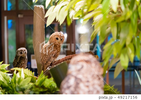 フクロウ フクロウ 49217156