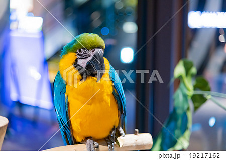 コンゴウインコ 夜間 室内 コンゴウインコ 夜間 室内 49217162