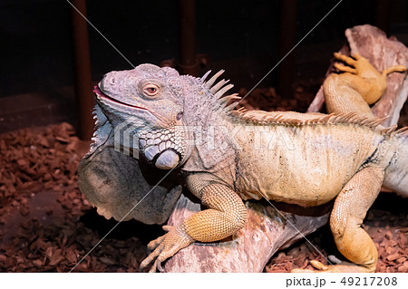 イグアナ 49217208