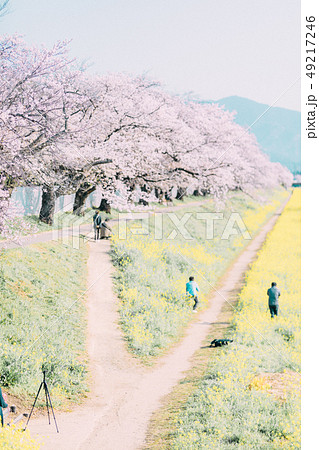 豊川　佐奈川　桜　菜の花 49217246