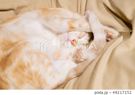 ネコカフェの猫たち 49217252