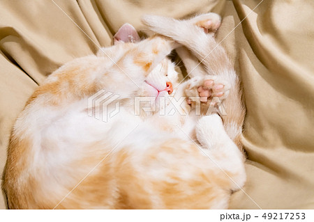 ネコカフェの猫たち 49217253