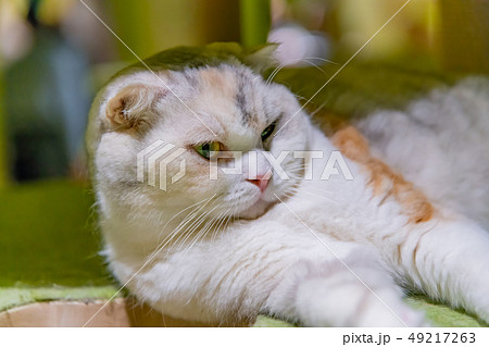 ネコカフェの猫たち 49217263