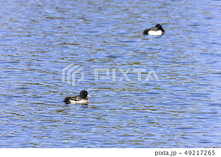 キンクロハジロ キンクロハジロ 49217265