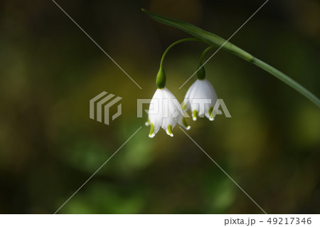 鈴蘭水仙の写真素材