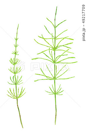 Equisetum Arvense スギナのイラスト素材