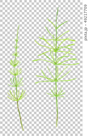 木賊屬植物arvense sugina 木賊屬植物arvense sugina 49217709