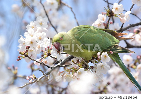桜の花びらをついばむインコ 桜の花びらをついばむインコ 49218464