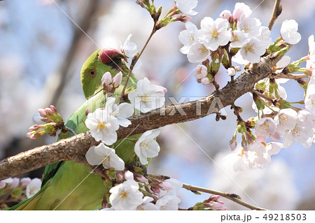 桜の花びらをついばむインコ 49218503
