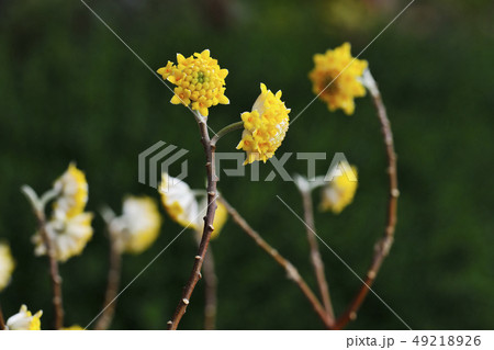 三つ又の花 49218926