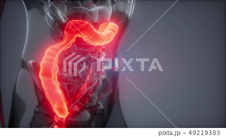 Human Colon Radiology Exam Human Colon Radiology Exam 49219383