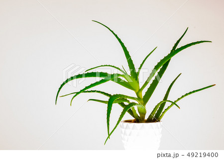Aloe vera plant isolated on white. Aloe vera plant isolated on white. 49219400