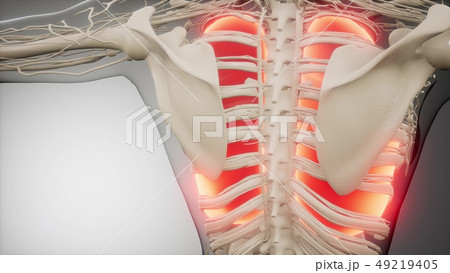 Human Lungs Radiology Exam 49219405