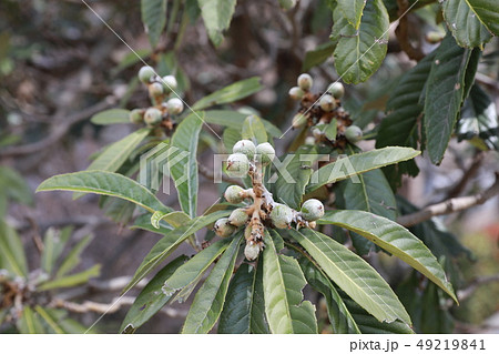 ビワ ビワ 49219841